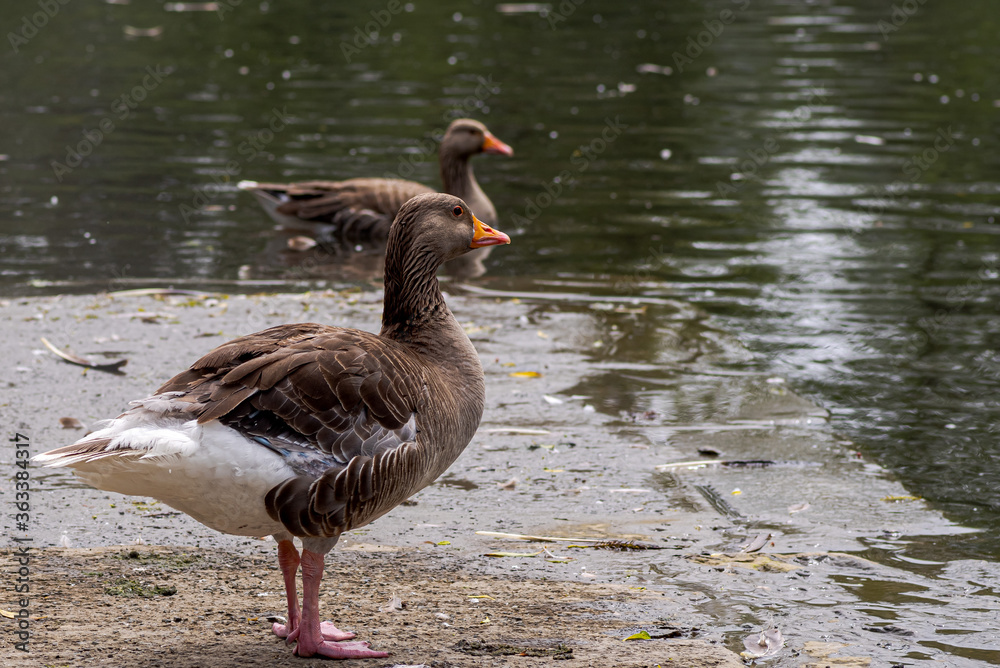 goose on the water goose on the water