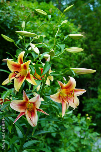 Bicolor orange and yellow Orienpet lily flower photo