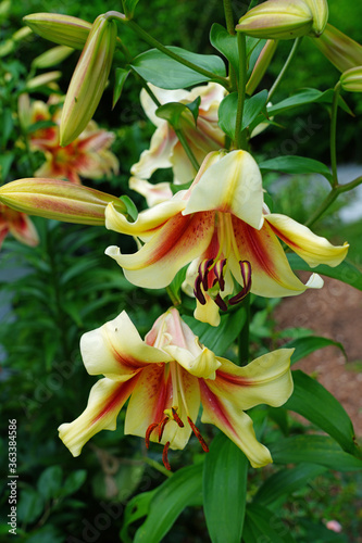 Bicolor orange and yellow Orienpet lily flower