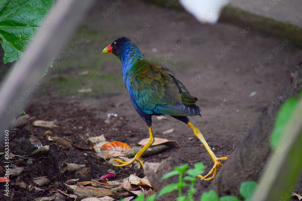 Fototapeta premium Gallareta púrpura / Purplue Gallinule / Porphyrio martinica - Ave localizada en la ciudad de Quito, Ecuador
