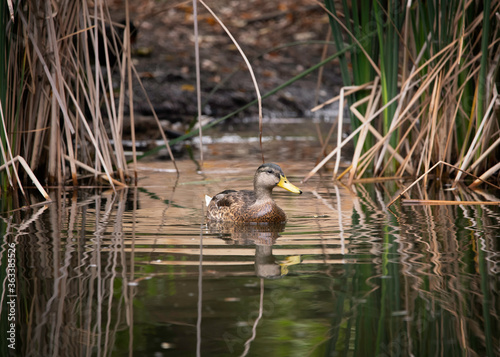 A female Mallard (Anas platyrhynchos) swims in a Franklin Canyon pond, Beverly Hills, CA.
