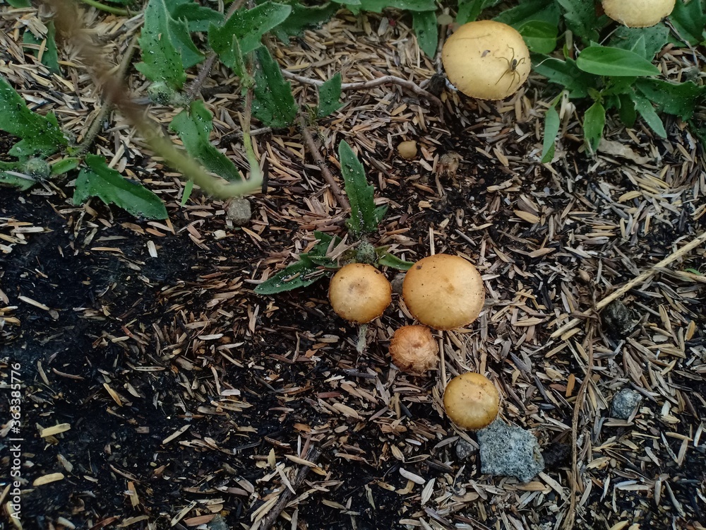 yellow fungus that grows on the side of the road yellow fungus that grows on the side of the road