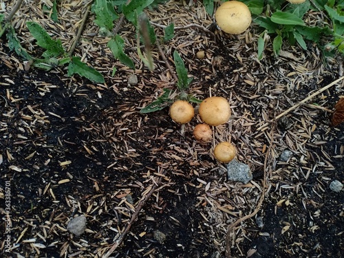 yellow fungus that grows on the side of the road