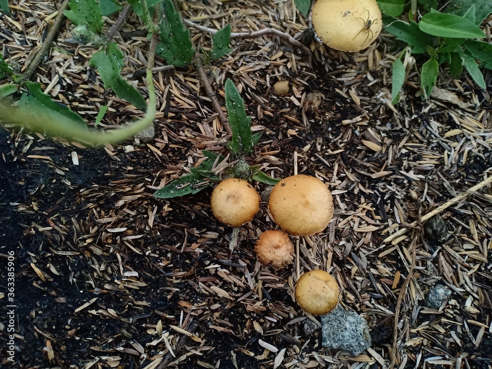 yellow fungus that grows on the side of the road yellow fungus that grows on the side of the road