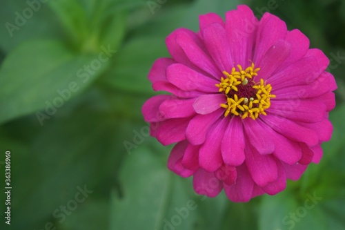 Fuchsia zinnia flowers blooming in the backyard Beautiful  the annual flower plant of the zinnia genus is one of the best known zinnia flowers.