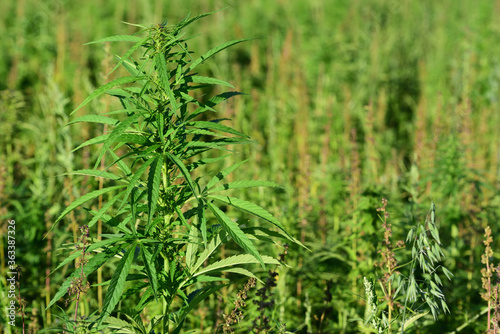 A cannabis plant grows on a canabis field in summer