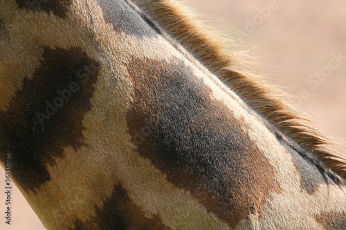 detail of giraffe neck at the zoo