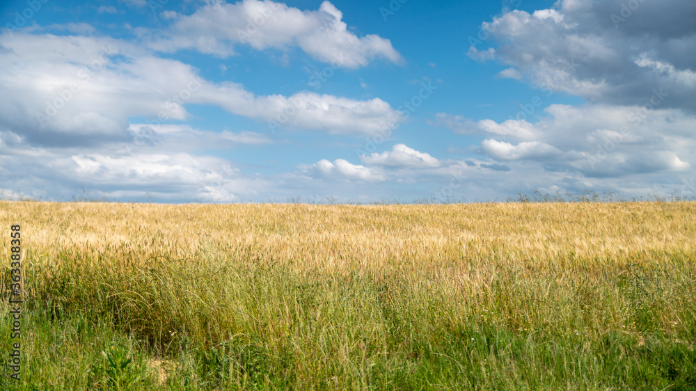 Golden wheat fields, on a beautiful spring day with blue sky and cottony clouds
Golden wheat fields, on a beautiful spring day with blue sky and cottony clouds