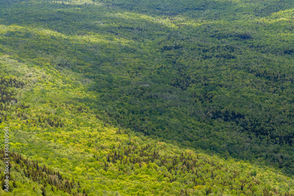 An aerial view of a vast forest in Maine. 