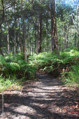 Walking tracks leading through Ewan Maddock Dam  Sunshine Coast  Queensland  Australia.  Featuring forest  tracks  water and foliage