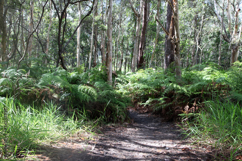 Walking tracks leading through Ewan Maddock Dam  Sunshine Coast  Queensland  Australia.  Featuring forest  tracks  water and foliage
