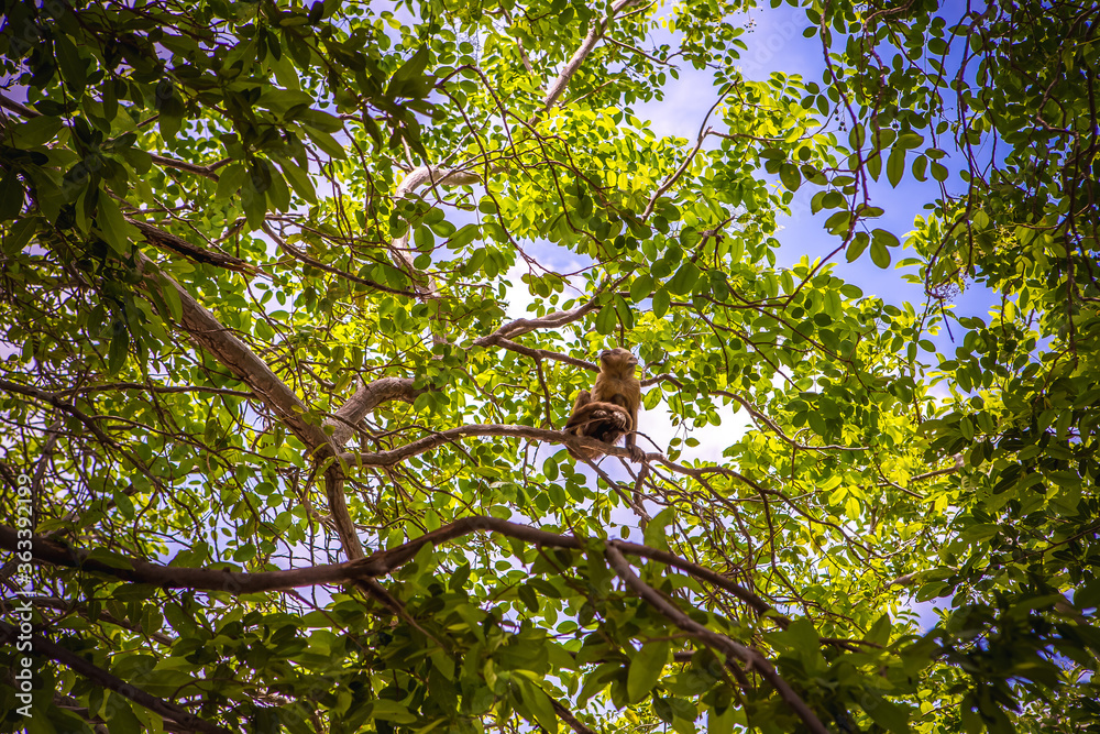 Monkey hanging from tree branch. Monkey hanging from tree branch.