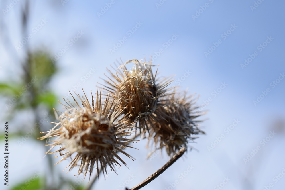 Thistle on the plot in summer close-up