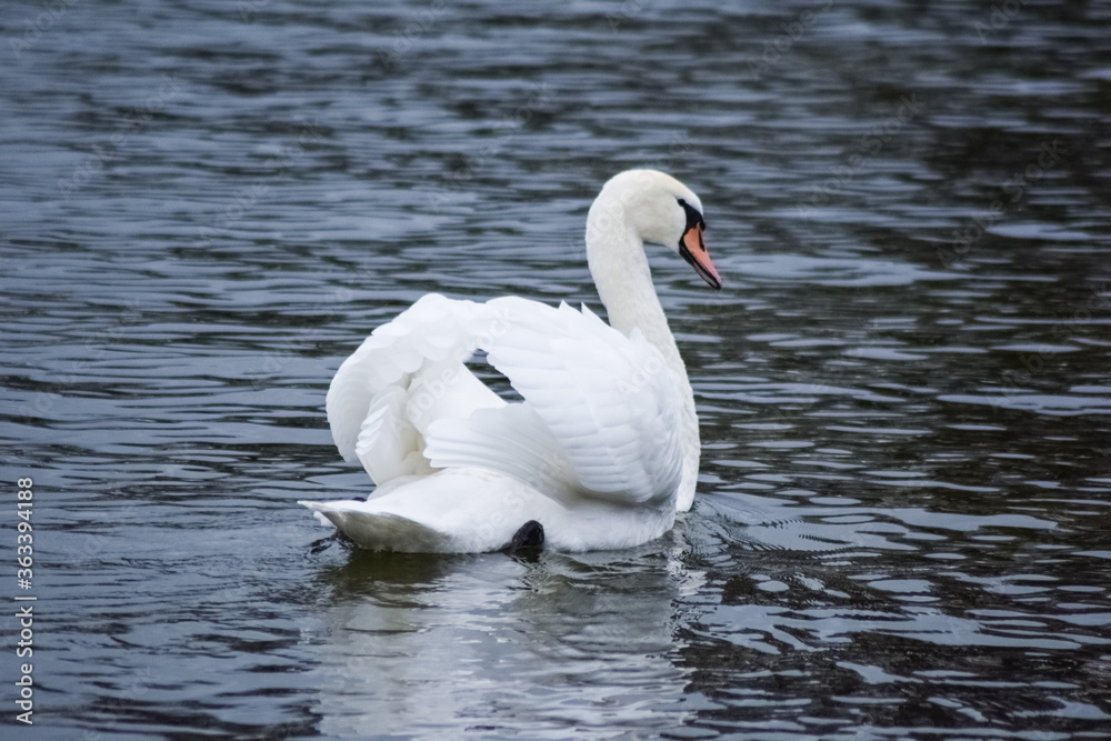 Beautiful image of swan swimming on lake making a heart shape with its wings