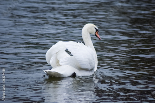 Fototapeta Naklejka Na Ścianę i Meble -  Beautiful image of swan swimming on lake making a heart shape with its wings
