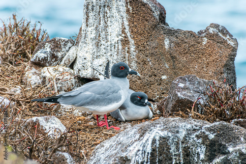 Swallow-tailed Gull Creagrus furcatus on the Galapagos Islands  photo