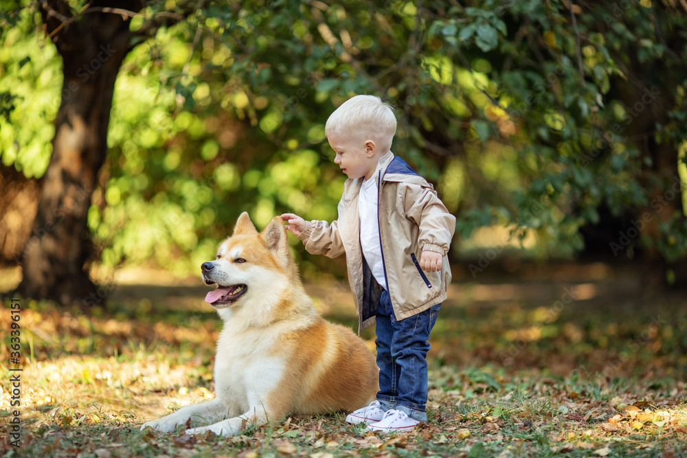 Fototapeta boy stroking the dog Akita inu in an autumn Park