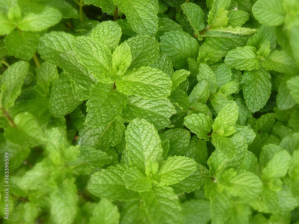 Closeup shot of green mint leaves during daytime - obrazy, fototapety, plakaty 