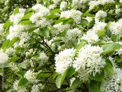 Closeup shot of the white flowers of a Chinese fringe tree photo