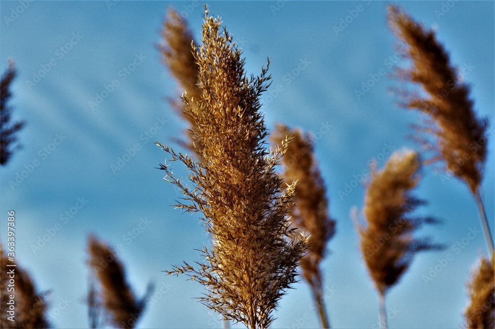 dry grass against blue sky dry grass against blue sky