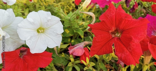 white flower in the garden