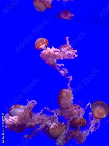 jelly fish in aquarium