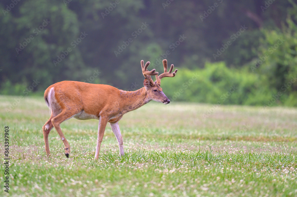 white-tailed deer buck with velvet covered antlers in summer white-tailed deer buck with velvet covered antlers in summer