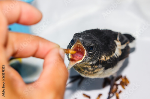 human hand feed Feeding young Magpie or Pica Pica