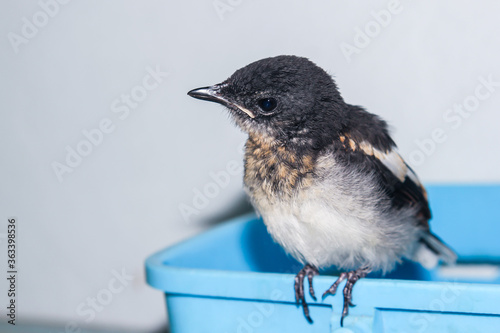 Close-up of a young Magpie or Pica Pica