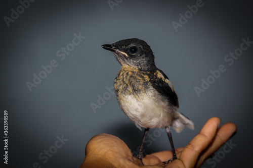 Close-up of magpie on human han