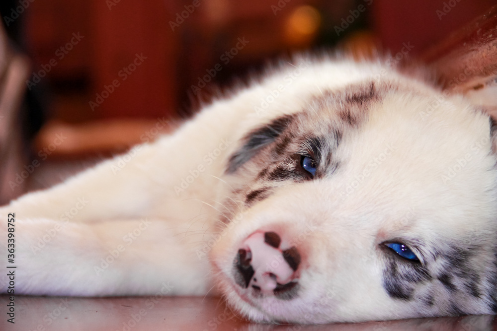 Obraz premium white dog sleeping