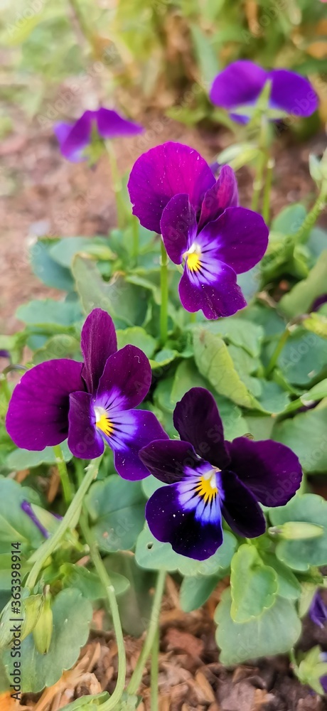 purple and yellow flower purple and yellow flower