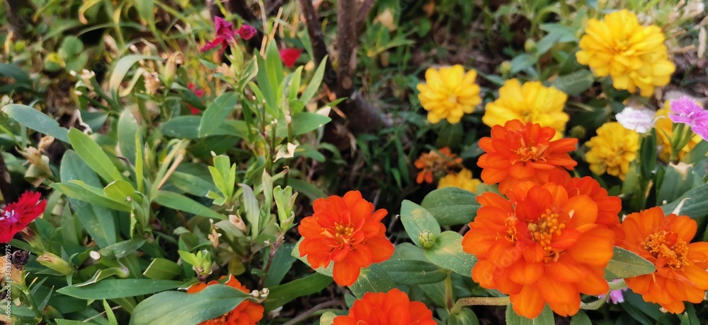 red and yellow flowers red and yellow flowers