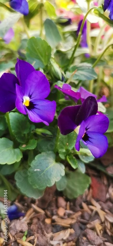 purple and yellow flower
