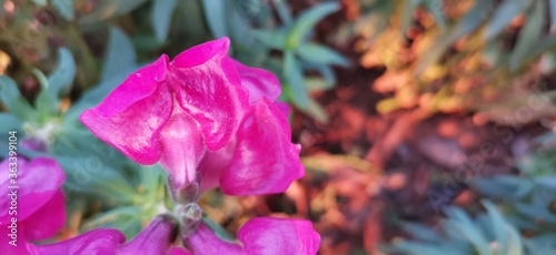 pink and yellow flower