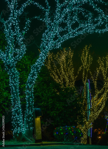 Christmas lights on trees