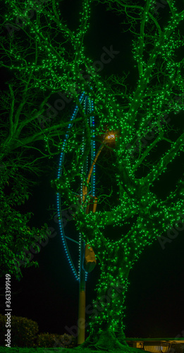 Green Christmas lights on tree