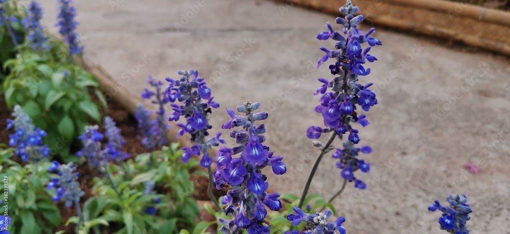 Fototapeta premium lavender flowers in the garden