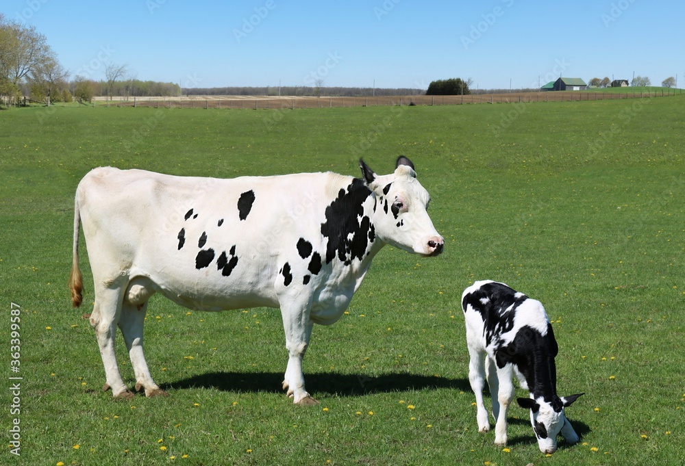 Very young Holstein calf standing sniffing at the grass with mother cow standing nearby watching over him
