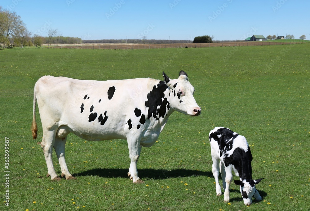 Very young Holstein calf standing sniffing at the grass with mother cow standing nearby watching over him Very young Holstein calf standing sniffing at the grass with mother cow standing nearby watching over him