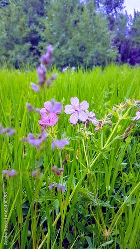 purple flowers in the meadow