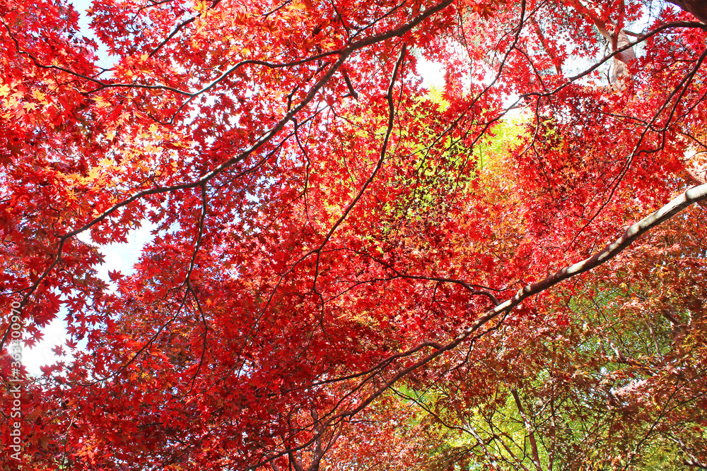 大山寺 紅葉 大山寺 紅葉