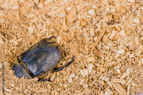 Closeup of large black beetle photo