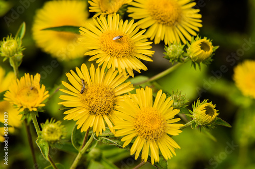 Beetles mating on yellow flower