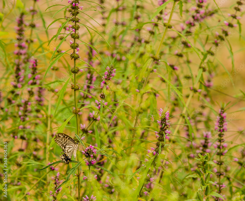 Brown and white butterfly perched on a plant