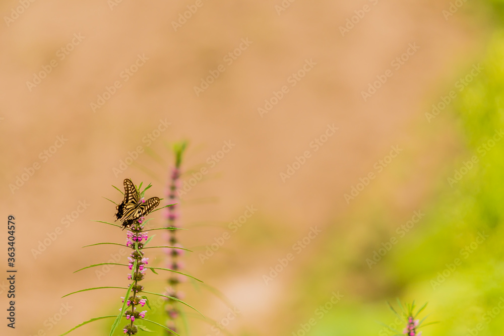 Brown and white butterfly perched on a plant