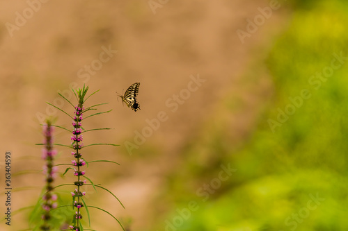 Brown and white butterfly flying toward a plant © aminkorea