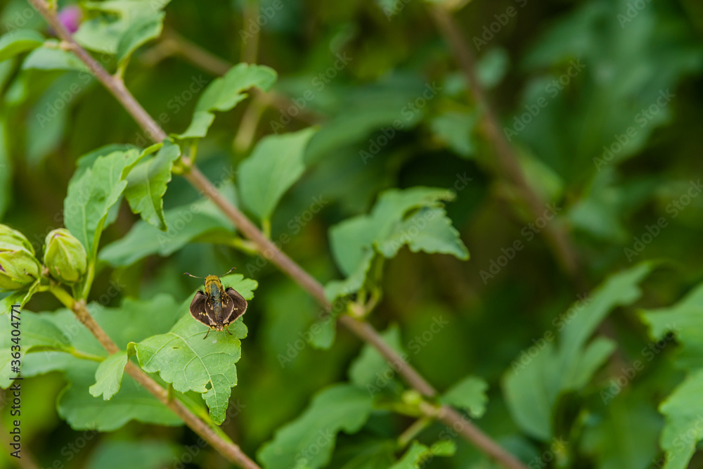 Beautiful brown moth on green leaf