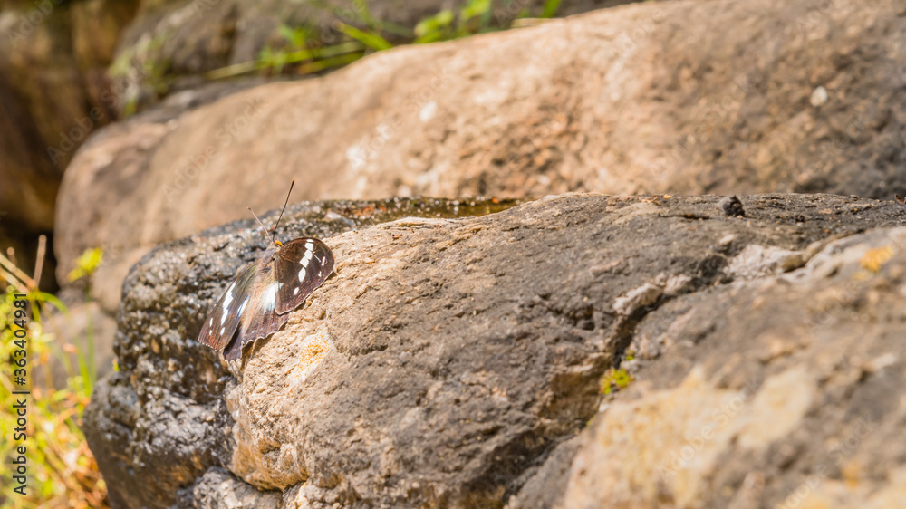 Beautiful brown butterfly on boulder.