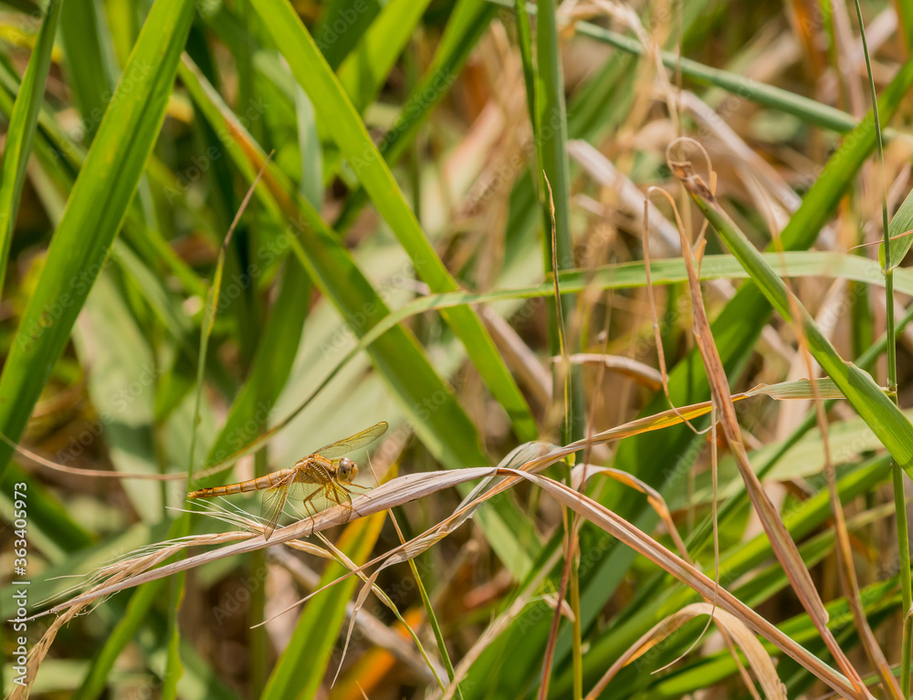Golden colored dragonfly on stock of winter wheat Golden colored dragonfly on stock of winter wheat